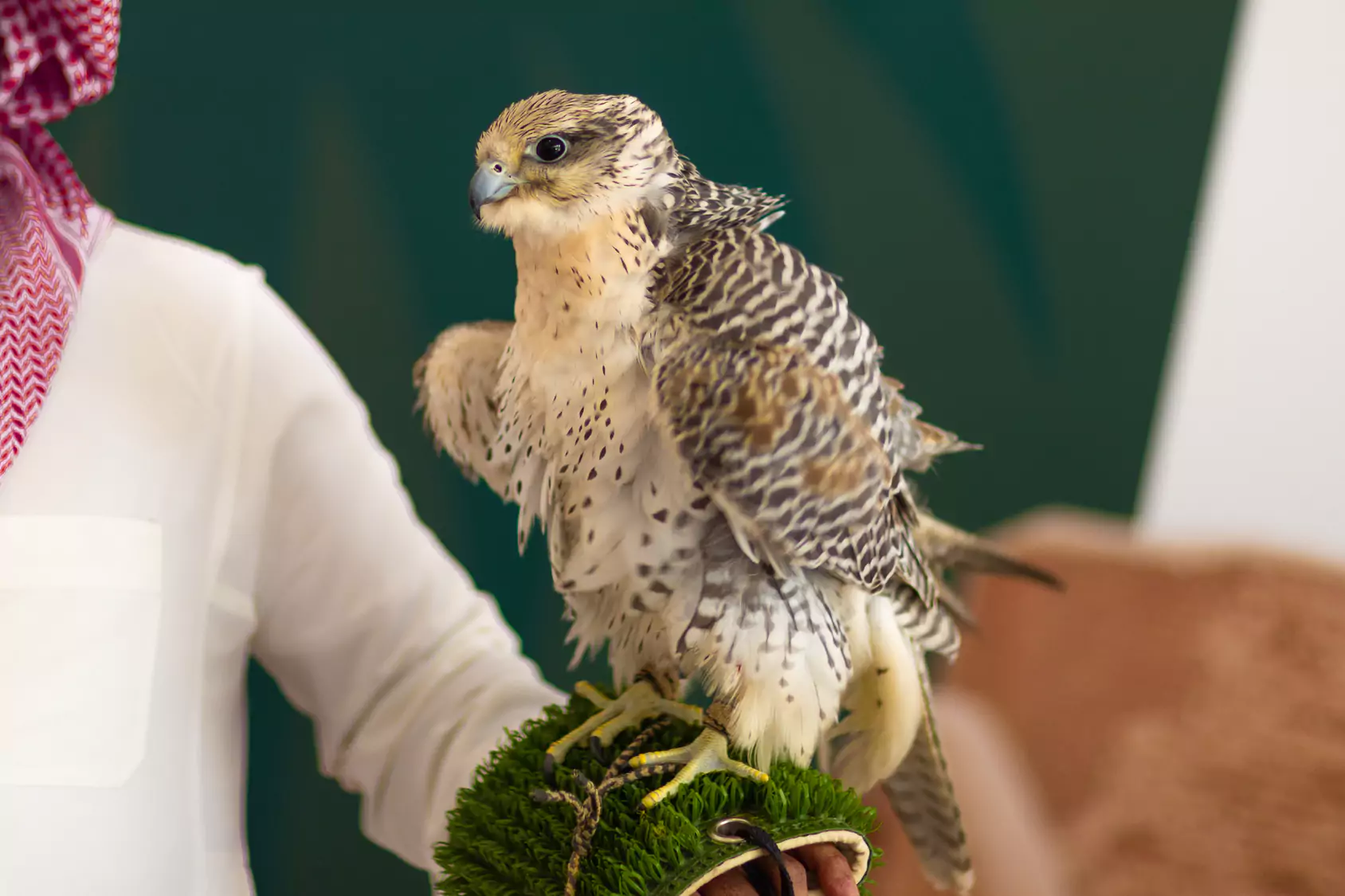 falcon placed on arm